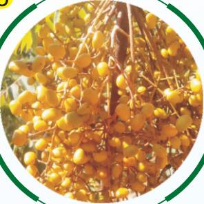 漆樹(shù)生長(zhǎng)過(guò)程05