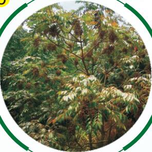 漆樹(shù)生長(zhǎng)過(guò)程06